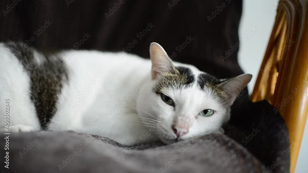 The little cat lounging in the living room looked at the owner who was sitting nearby. The little cat lounging in the living room looked at the owner who was sitting nearby.