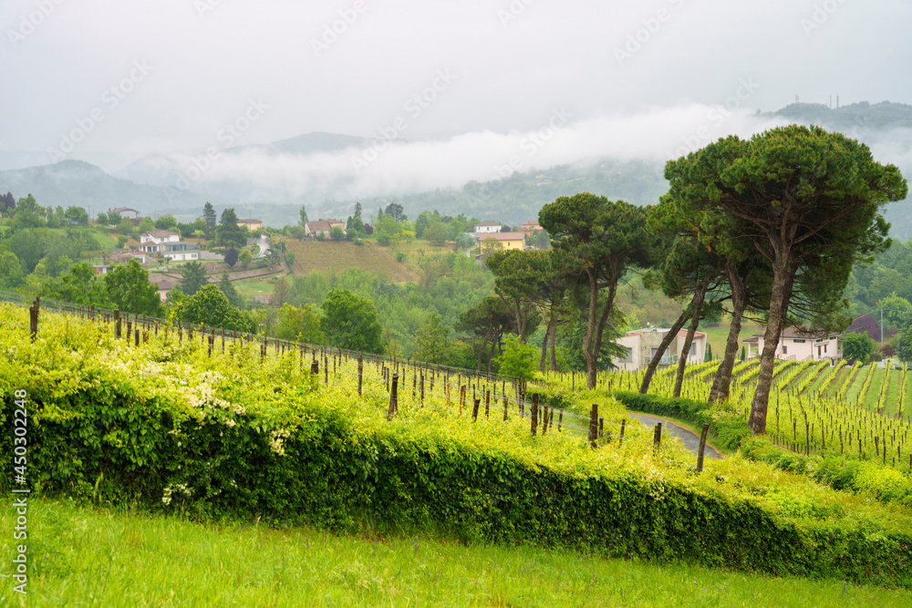 Fototapeta premium Vineyards of Monferrato near Acqui Terme at springtime