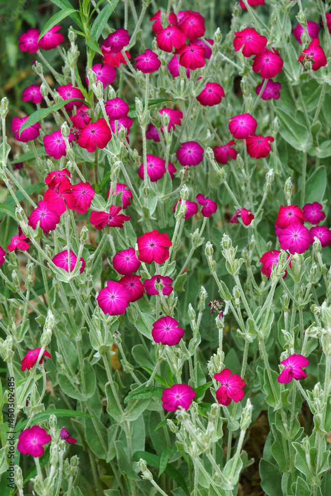 Fototapeta premium Rose campion (Silene coronaria). Called Dusty miller, Mullein pink and Bloody William also. Another botanical name is Lychnis coronaria.