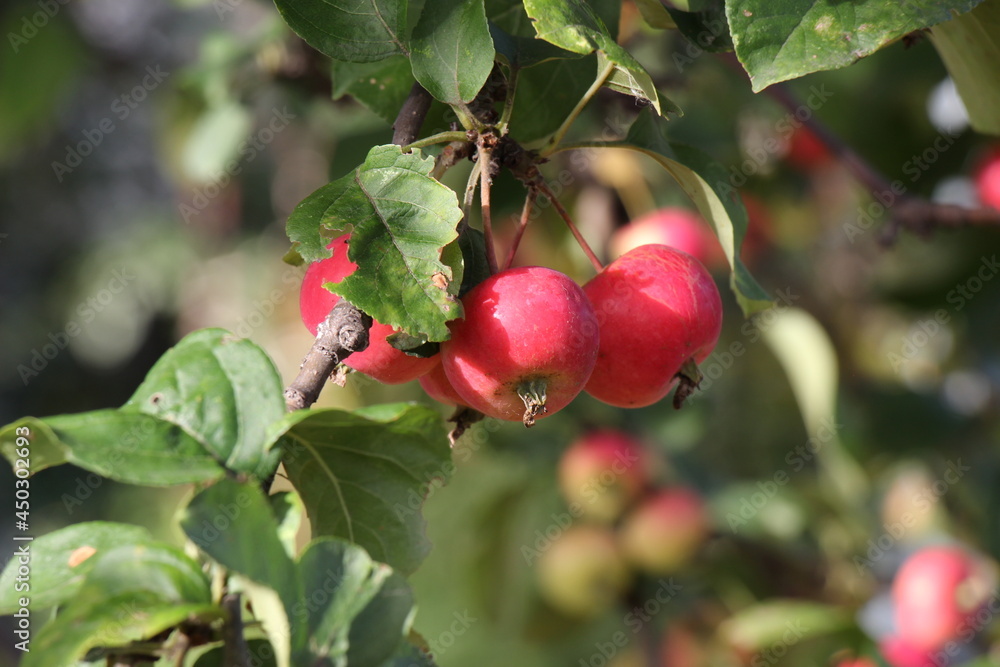 red apples on a tree red apples on a tree