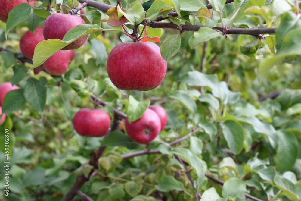 red apples on a tree