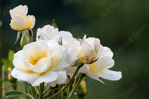 Macro de unas rosas blancas