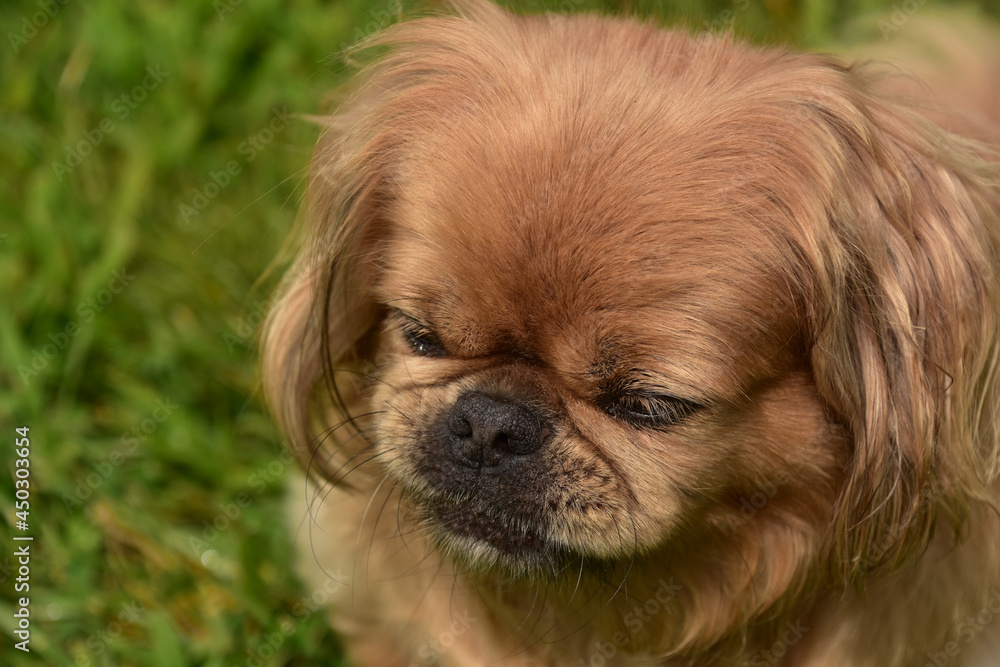 Ginger Pekingese Dog With His Nose Scrunched Up Ginger Pekingese Dog With His Nose Scrunched Up