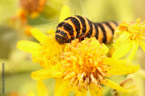 Photos Close up of a Cinnabar Moth caterpillar feeding on some Ragwort flowers
