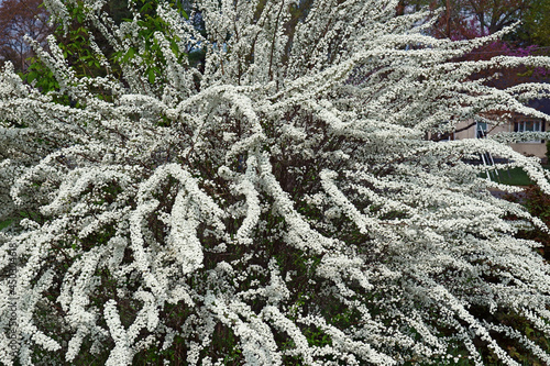 Bridalwreath spirea (Spiraea prunifolia). photo