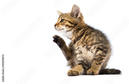 cat itches from fleas and allergies on a white background