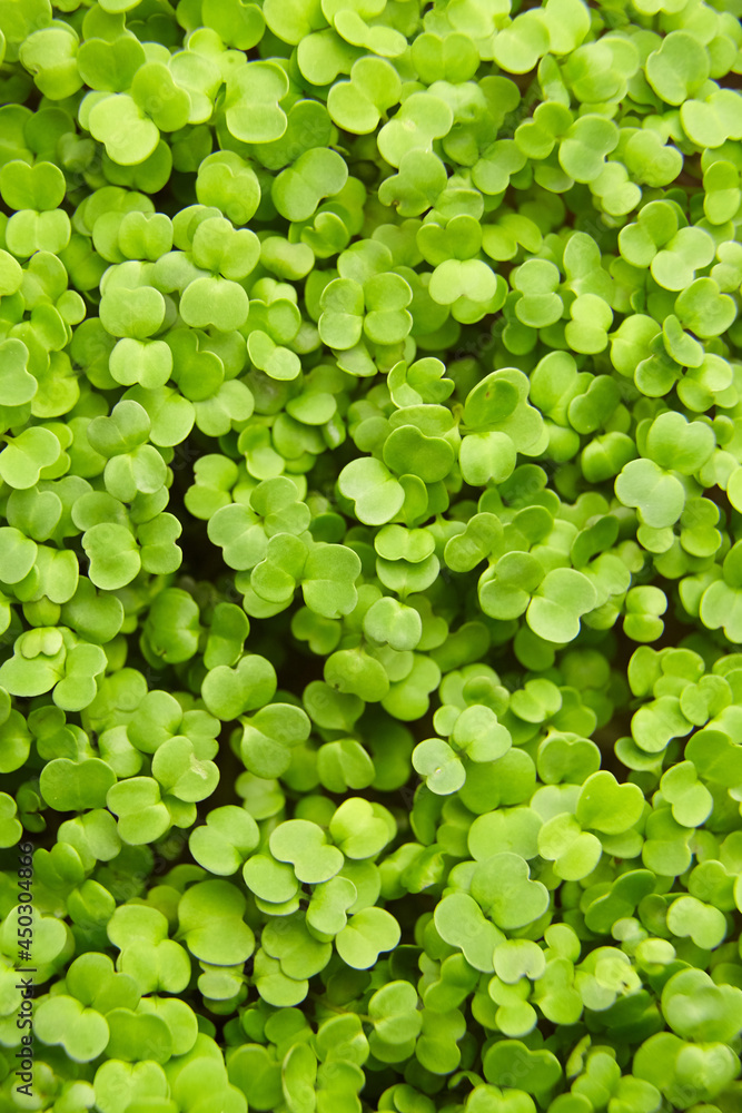 Fresh microgreens background, top view. Young arugula green shoots Fresh microgreens background, top view. Young arugula green shoots