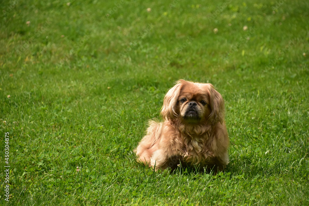 Fototapeta premium Adorable Pekingese Puppy Dog Sitting Outside in the Summer
