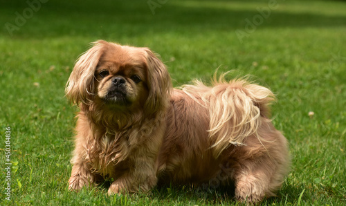 Bild auf Leinwand Cute and Fluffy Ginger Pekingese Puppy Dog