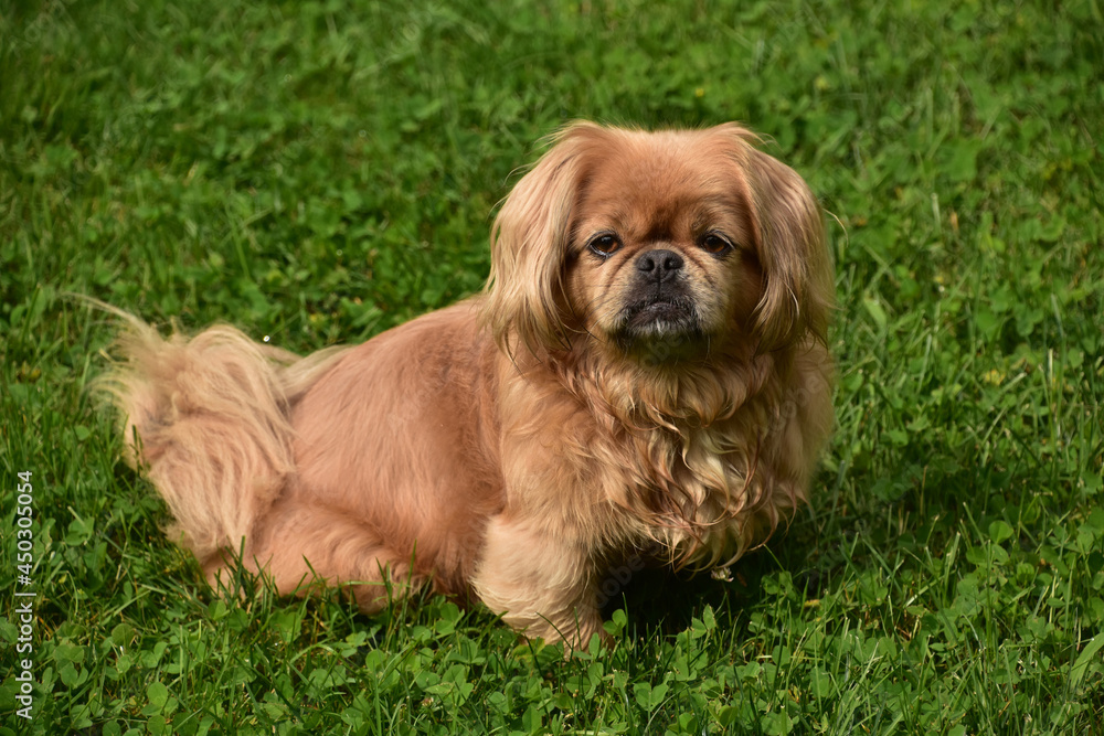 Looking Directly into the Face of a Pekingese Dog