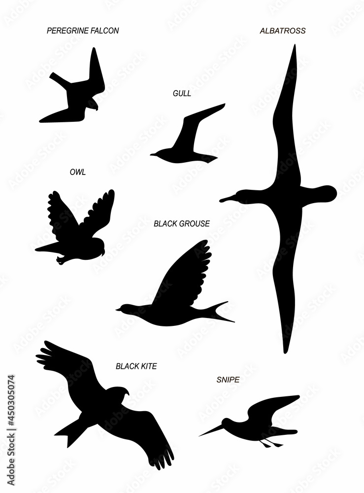 Birds fly. Vector black drawing silhouette image set. Birds fly. Vector black drawing silhouette image set.