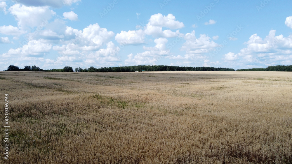 Obraz premium Bird's-eye view of the field. Aerial photography. Agricultural field. 