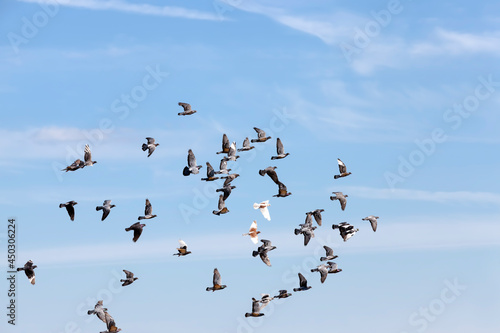 a flock of pigeons flying in the blue sky © rsooll
