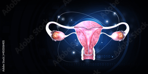 Female uterus cross section. 3d illustration. photo
