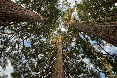 Giant sequoias, Californian redwood trees (Sequoiadendron giganteum) from below with blue sky background in Baden-Baden, Germany. photo