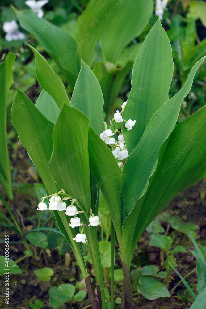 Obraz premium Lily of the valley (Convallaria majalis). Called May bells, Our Lady's tears, Mary's tears, Apollinaris and Glovewort also.