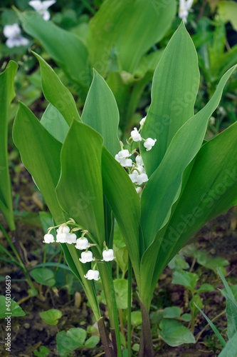 Lily of the valley  Convallaria majalis . Called May bells  Our Lady s tears   Mary s tears  Apollinaris and Glovewort also.