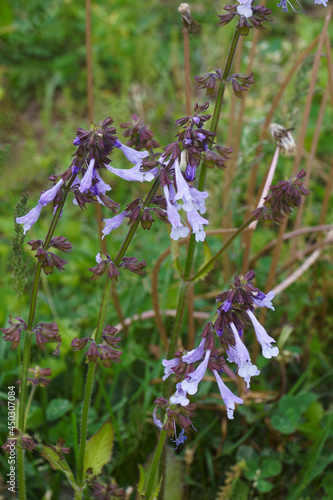 Lyra leaf sage (Salvia lyrata). Called Wild sage and Cancerweed also. photo