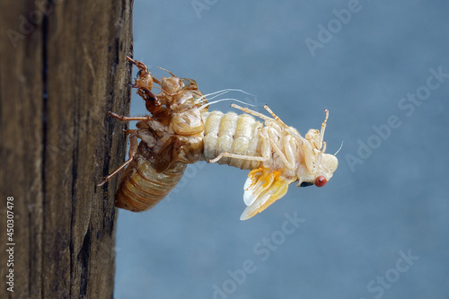 Fényképezés Pharaoh cicada (Magicicada septendecim)