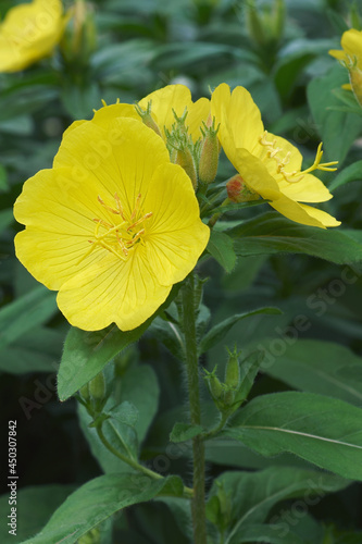 Common evening primrose (Oenothera biennis). Called Evening star, Sundrop, Weedy evevning primrose, German rampion, Hog weed, King's cure-all and Fever plant also. photo