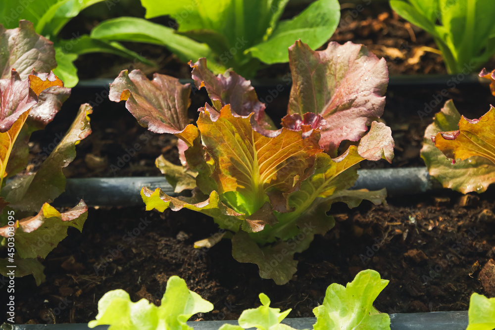 organic vegetable salad in the greenhouse By using modern vegetable growing technology systems. Vegetable farming concept organic vegetable salad in the greenhouse By using modern vegetable growing technology systems. Vegetable farming concept