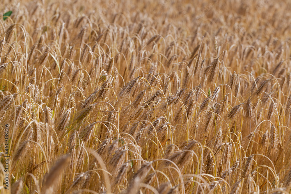 yellowed rye field about the time of maturation yellowed rye field about the time of maturation