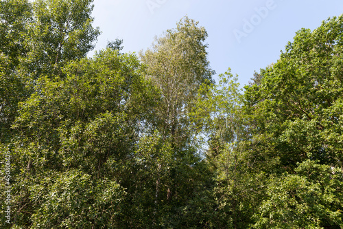 green trees in the spring season in the forest