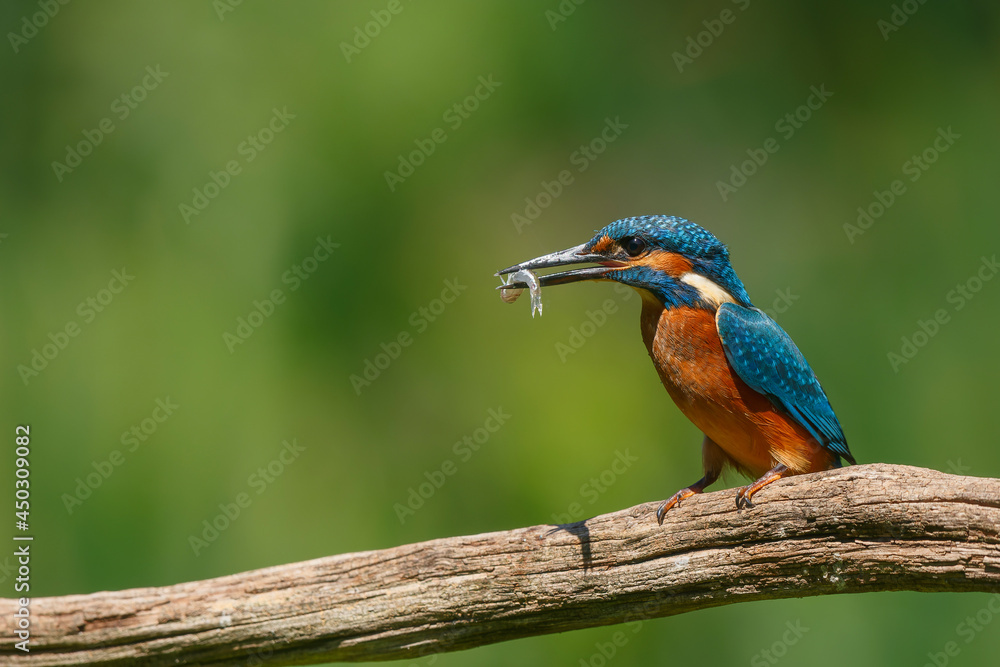 Obraz premium Common Kingfisher eating a fish after diving in the Netherlands