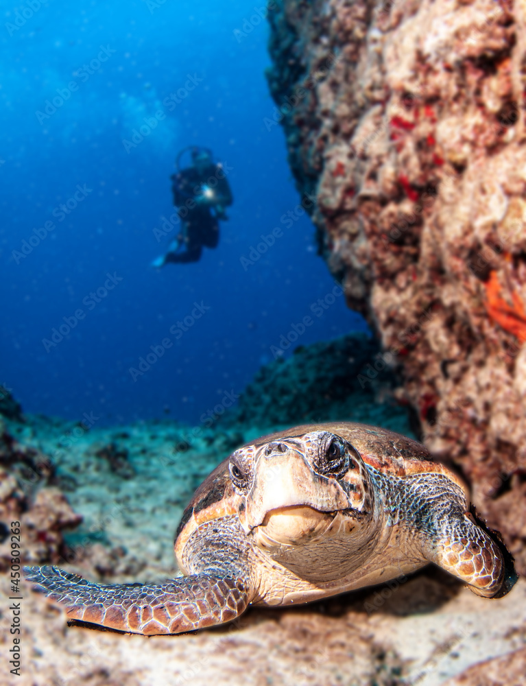 Fototapeta premium Turtle at Kas, Turkey