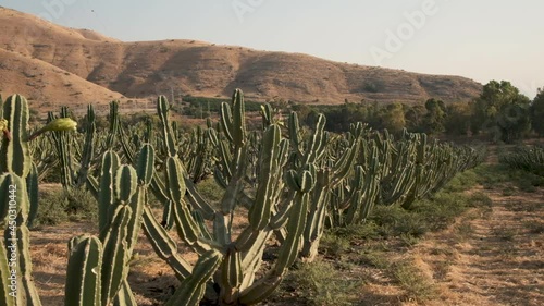 Cacti forest Slow motion. cactus in wild west Desert Golan heights Israel. Kubo. cowboys in saguaro field. mountain. Green prickly cactus Gymnocalycium or Golden Echinopsis calochlora cactus. 