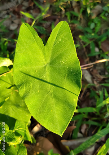 green leaf in the forest