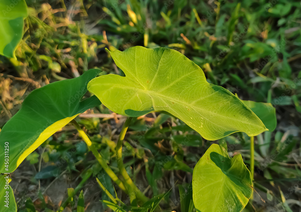 Obraz premium leaves of a pumpkin