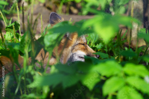 Fuchs hinter Blätern