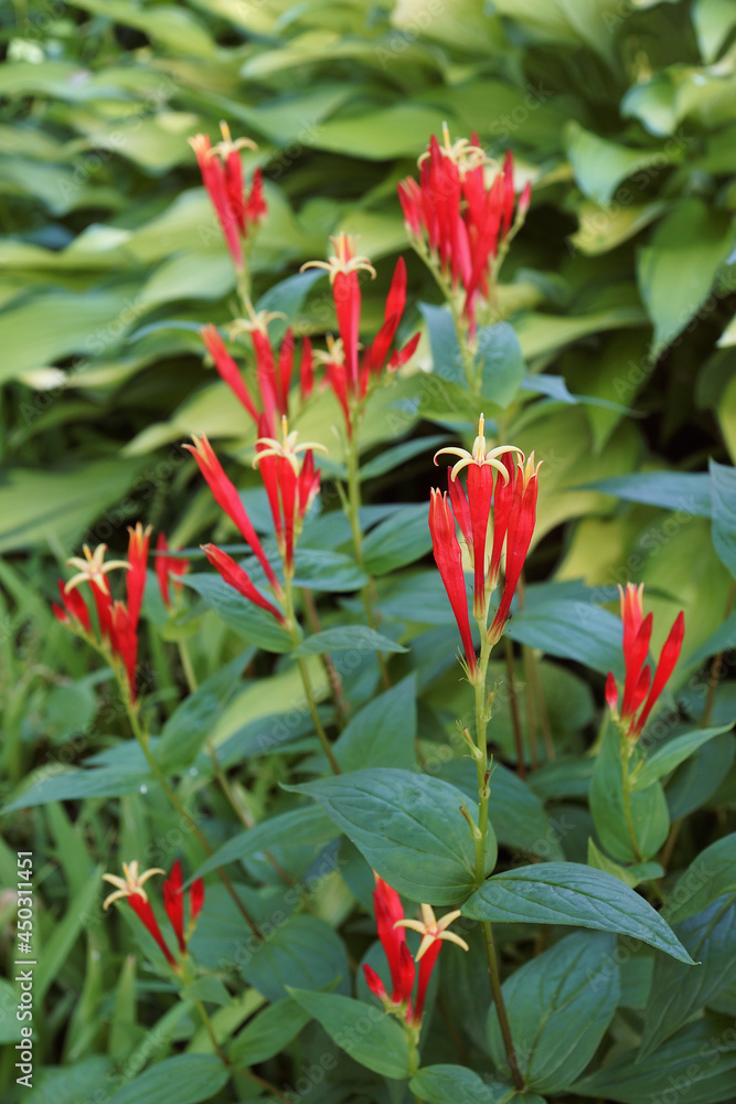 Fototapeta Indian pink (Spigelia marilandica). Called Woodland pinkroot also