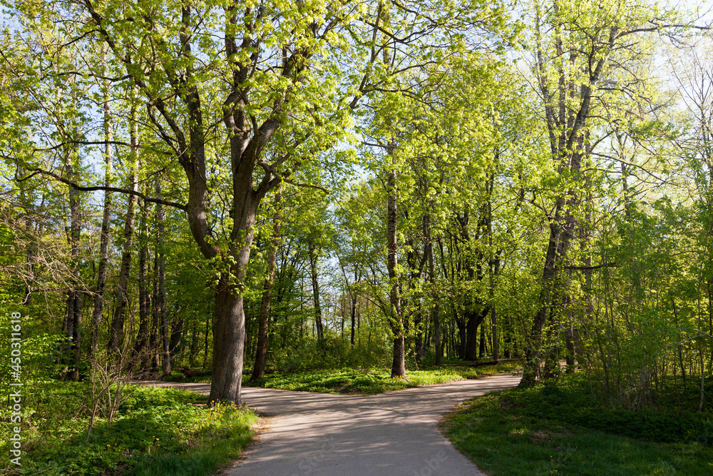 Naklejka premium green poplars in the spring season in the forest