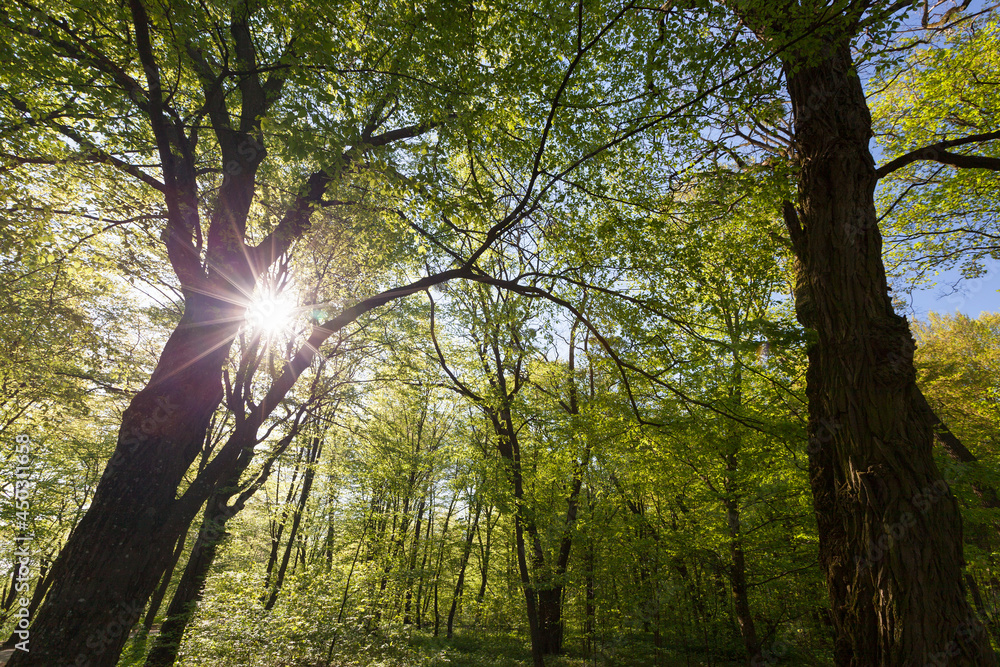 Obraz premium green poplars in the spring season in the forest