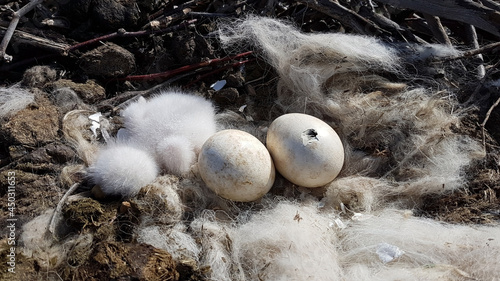 Kalmykia, nature reserve. Eggs in the nest of the steppe eagle.