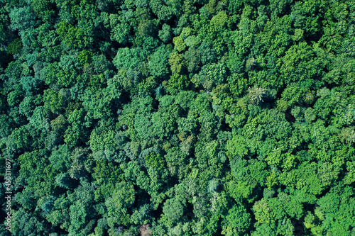 Top view of the forest.