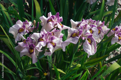 Yukiyanagi Pseudata iris  Iris x pseudata  Yukiyanagi  . One of hybrids between Iris pseudacorus and Iris ensata