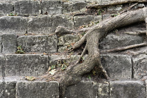 background tree roots on a stone staircase, wallpaper © Hanna