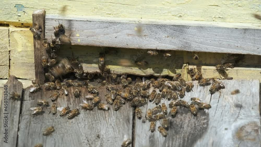 Bees swarm and crawl at the entrance of the hive. Bees swarm and crawl at the entrance of the hive.