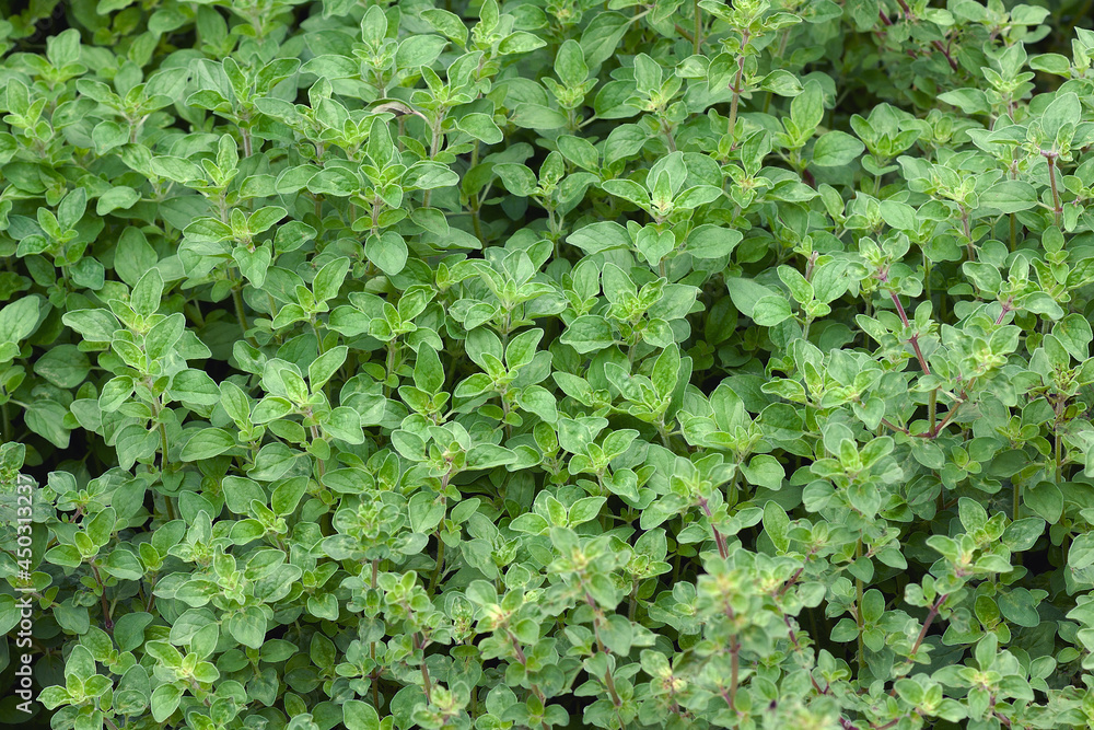Oregano (Origanum vulgare) Oregano (Origanum vulgare)
