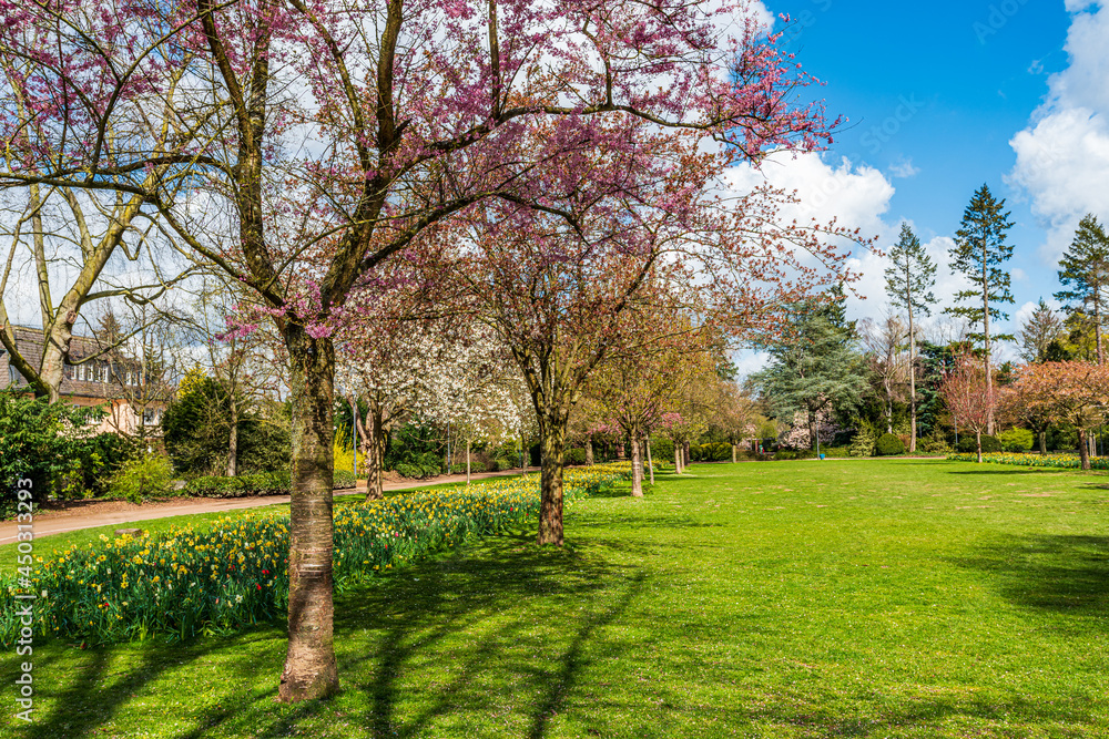 Spring natural background. Cherry Blossoms During Spring