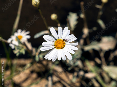 A chamomile flower with an ant on it