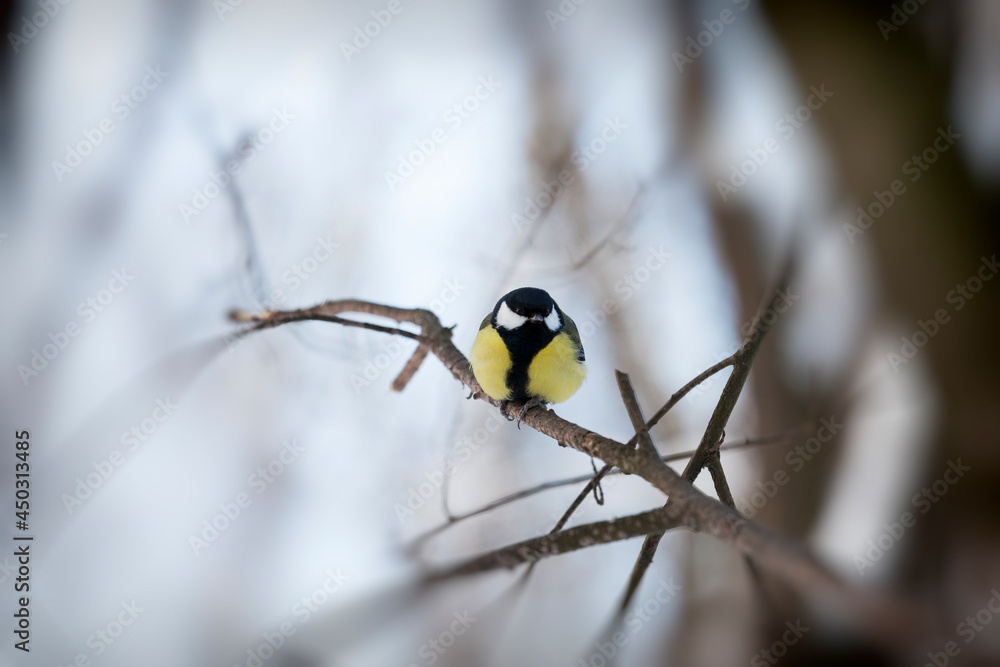 Naklejka premium wild chickadee in the winter