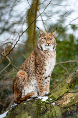 Sierkussen Lynx Euraziatische lynx in bosrijke leefomgeving  © EwaStudio