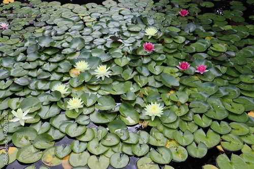 background flowers water lilies in blossom