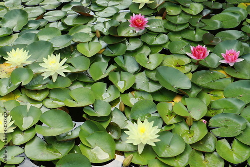 background flowers water lilies in the pond