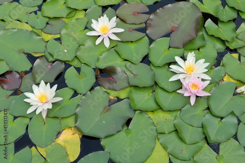 background flowers water lilies close up