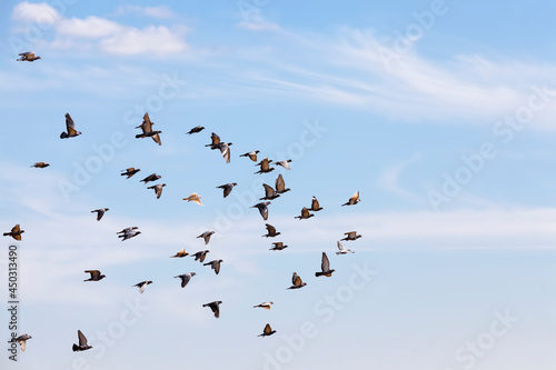 a flock of pigeons flying in the blue sky